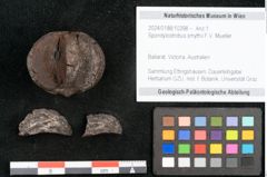 Foto (Objekt + Etikett) von Spondylostrobus smythii F.V. Mueller (NHMW-GEO-2024-0188-10398)